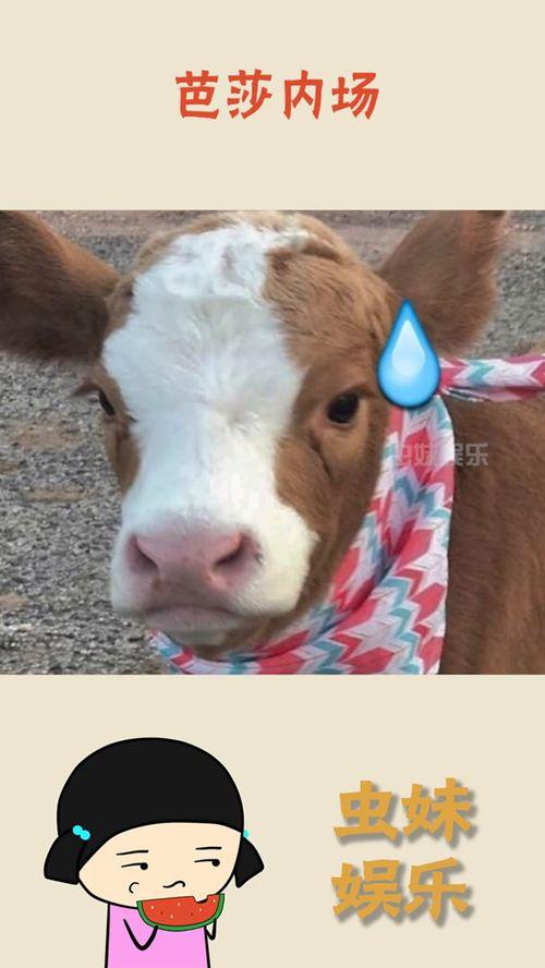 娱乐吃瓜酱音乐,盘点流行乐坛的甜蜜与苦涩瞬间